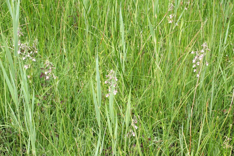 Sumpf Stendelwurz - Sumpf-Stendelwurz Orchidee in Mecklenburg